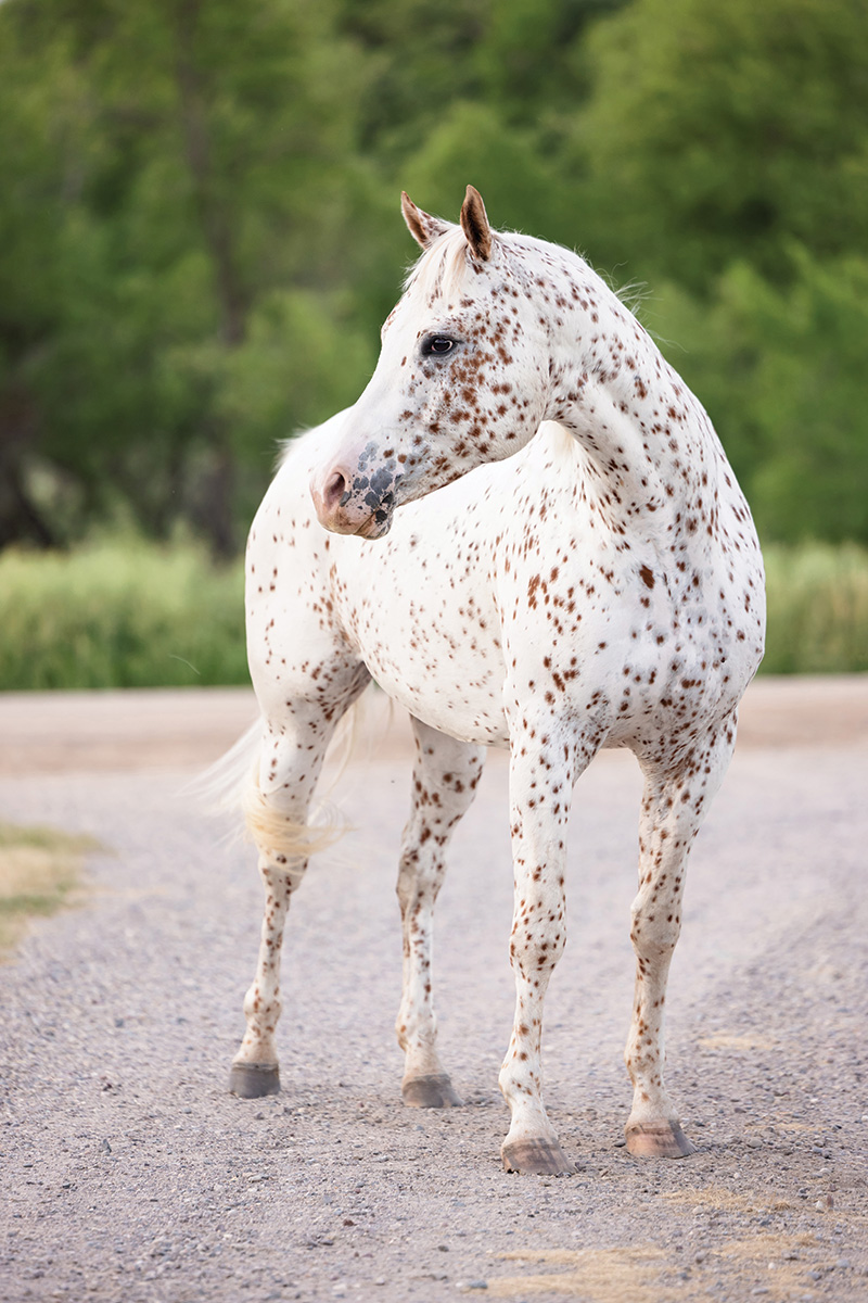 The Appaloosa & Knabstrupper: Spot the Difference - Horse Illustrated